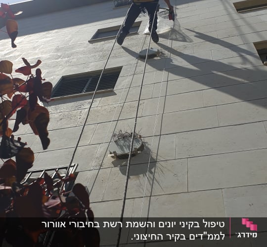 אדם על חבלים מסיר קן יונים מקיר בניין